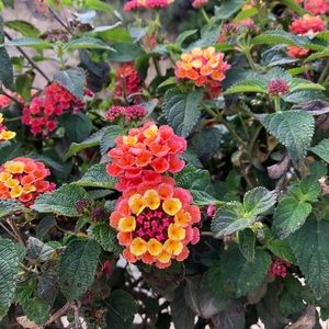 Meet your Posher, Kimberley